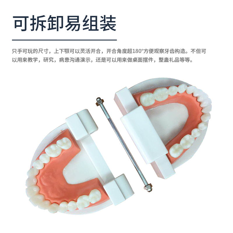 口腔護(hù)理模型