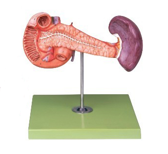 胰、十二指腸和脾模型
