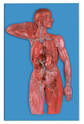 人體淋巴系統(tǒng)模型